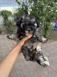De vanzare pui bichon