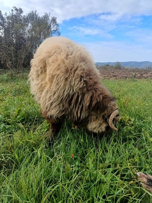 Berbec de vânzare, vârstă 10 luni
