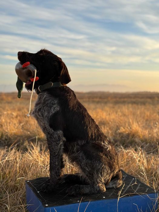 Обучение охотничьих собак (дратхаар, курцхаар, бретон, спаниель)