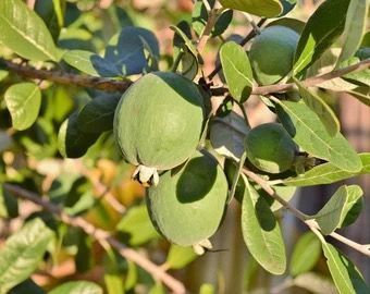 Ananas guava pom aclimatizat