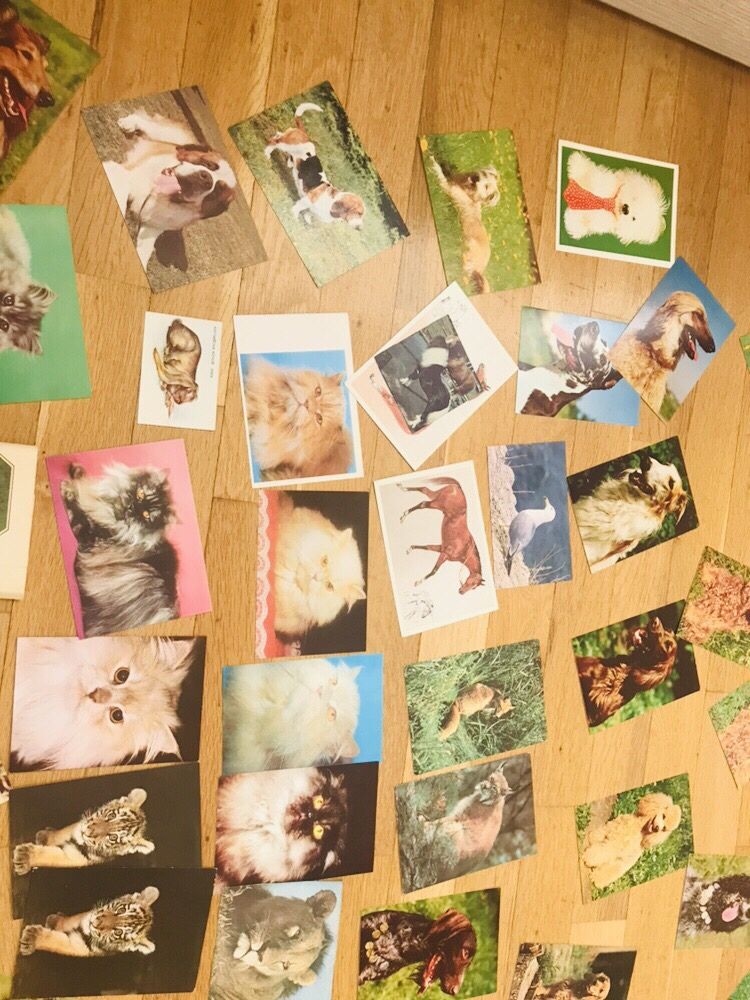 Колекция картички животни с описание