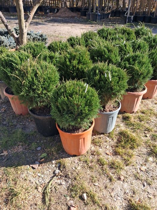 Vând mesteacăn alb catalpa