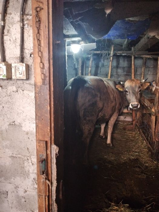 Vaca tânără  bruna