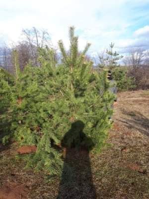 Tuia brazi mesteacăn tei salcie prunus criptomenia