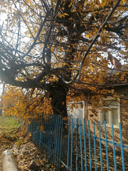 Ёнғоғ дараҳти сотилади