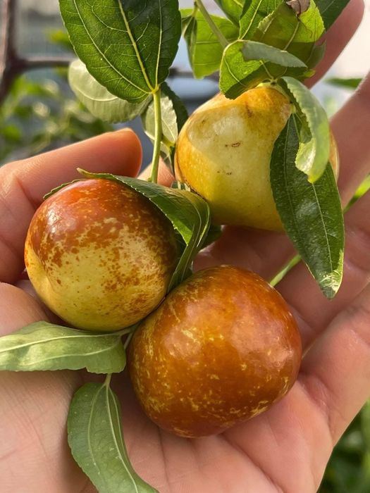 Jujube soiul Dangzao la ghiveci anul 5