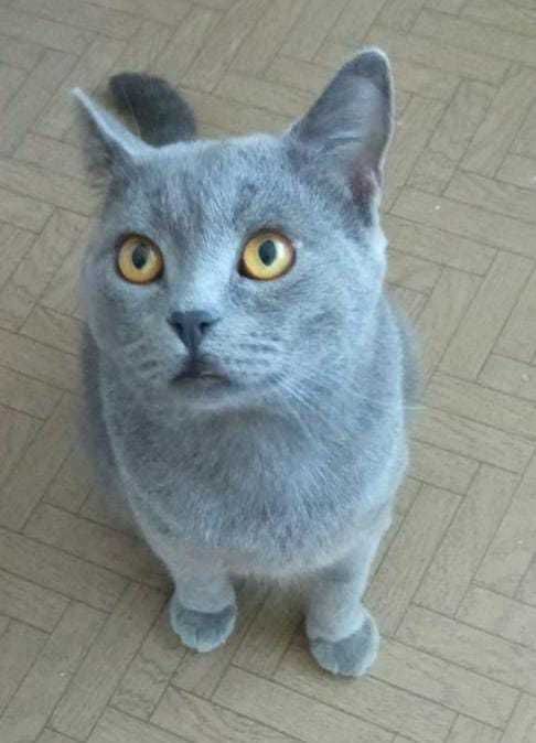 Уютный котик ищет дом