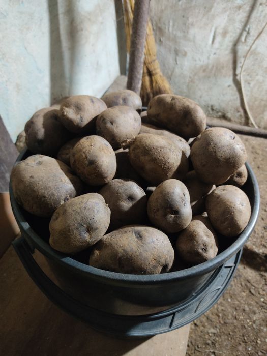 Картофель фиолетовый домашний 4000 тг