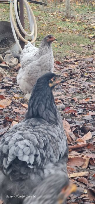 Brahma albastru,splash si alb