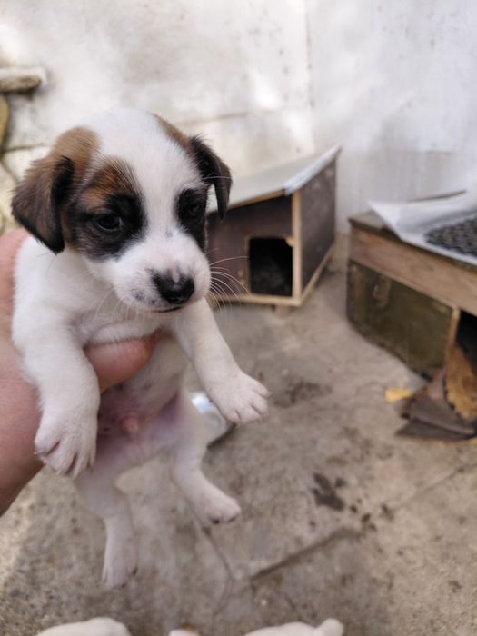 Джак Ръсел териер