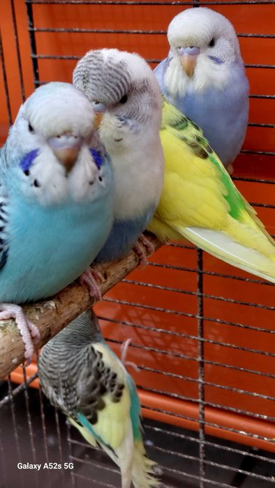 Perusi.Nimfe.Papagali cantatori. Papagali de munte.