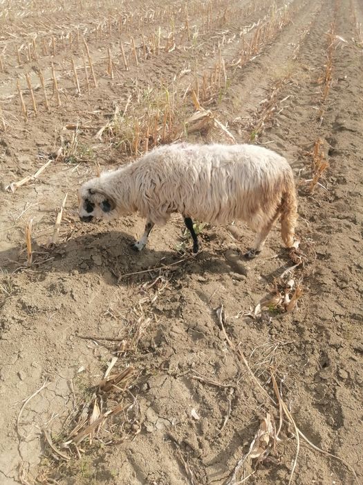 Vand 2 berbecu si 3 oi