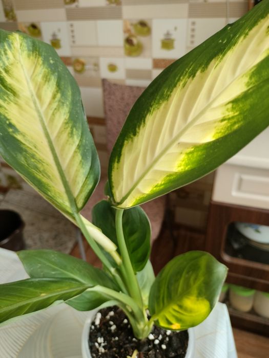 Диффенбахия цветок