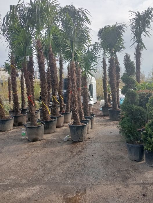 Plante decorative pt o gradina de vis