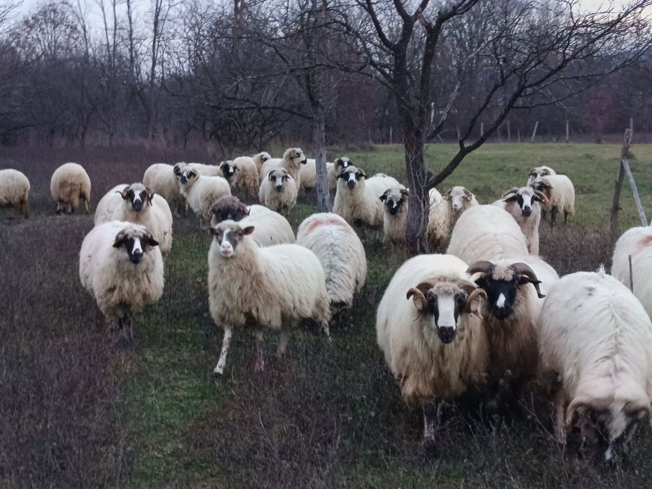 Oi de vânzare,6-8 bucati