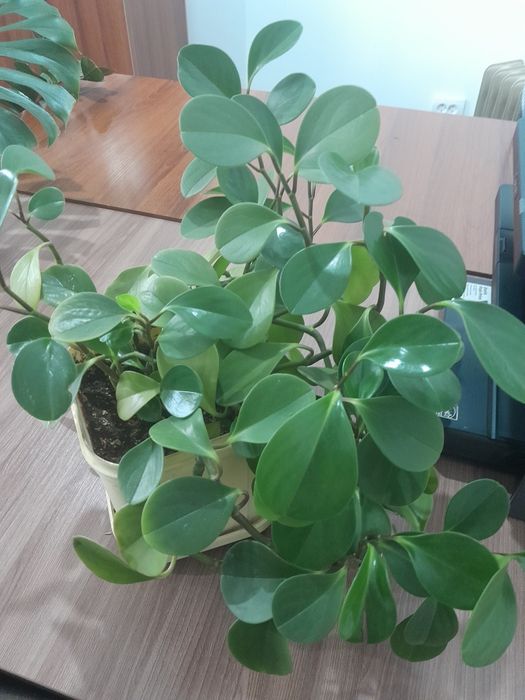 Пеперомия большая комнатные цветы