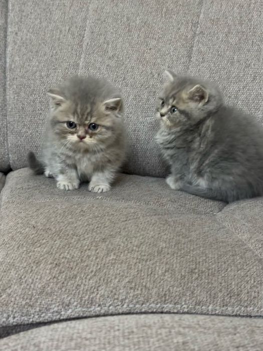британская кошка серебрест шиншилла 1 yarim oylik pahmoq mushukchalar