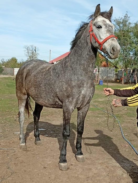 De vânzare o pereche de suri cal castrat și iapa