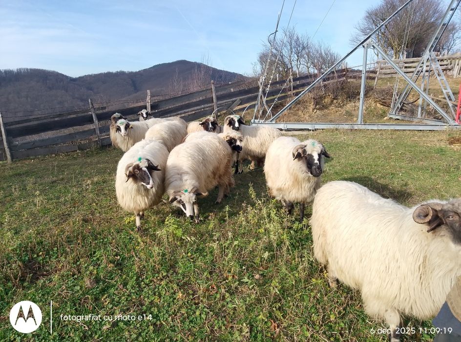 Vindem 11 bucăți ovine