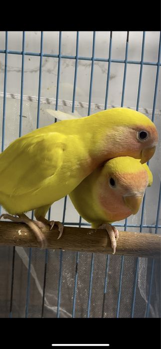 Попугаи Неразлучники желтые пара