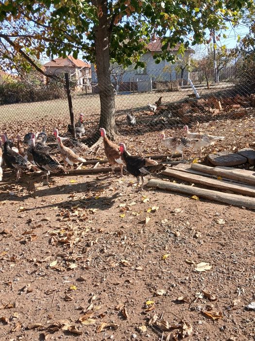 Млади домашни пуйки