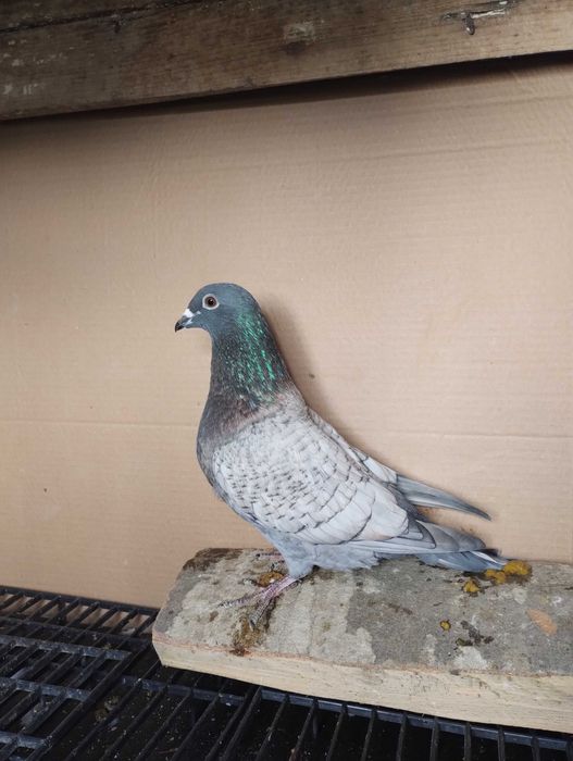 Porumbei reduced și Dominant Opal  de vânzare