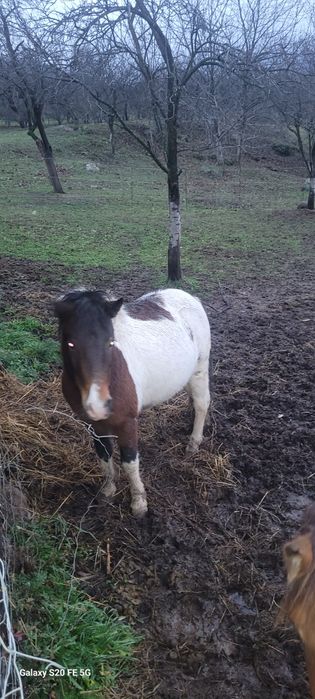 Ponei talie mijlocie