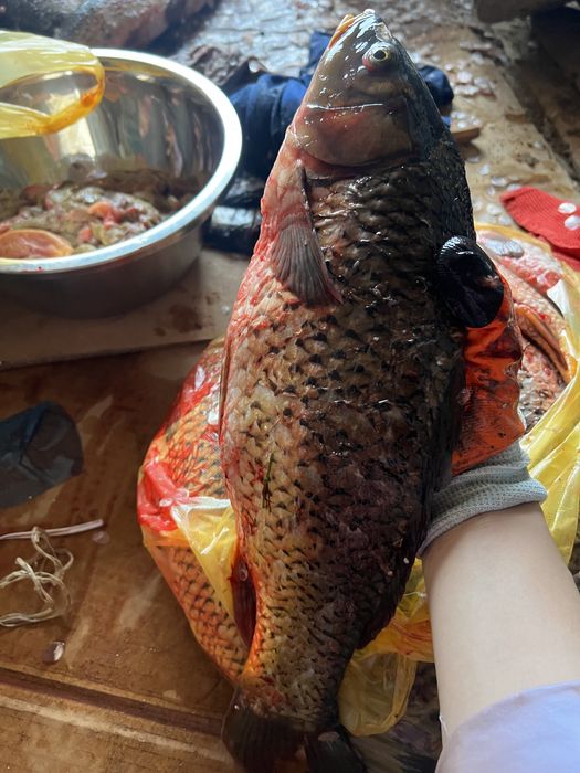 Рыба Сазан свежая