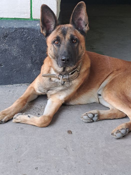 Кобель на вязку. Чистокровный бельгиец Малинуа.