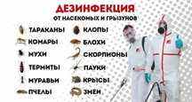 Dezinfeksiya Дезинфекция от насекомых тараканов клопов мухи блохи 24/7