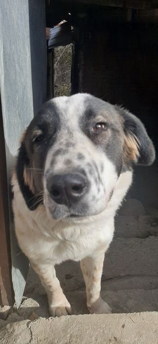 Куче алабай женско