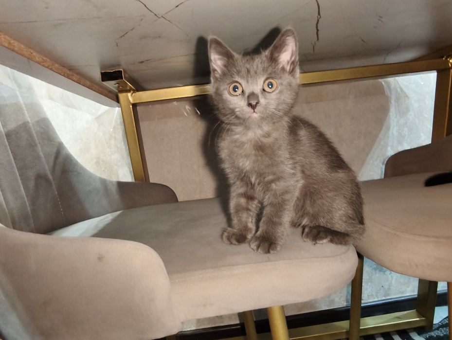 Котята бесплатно