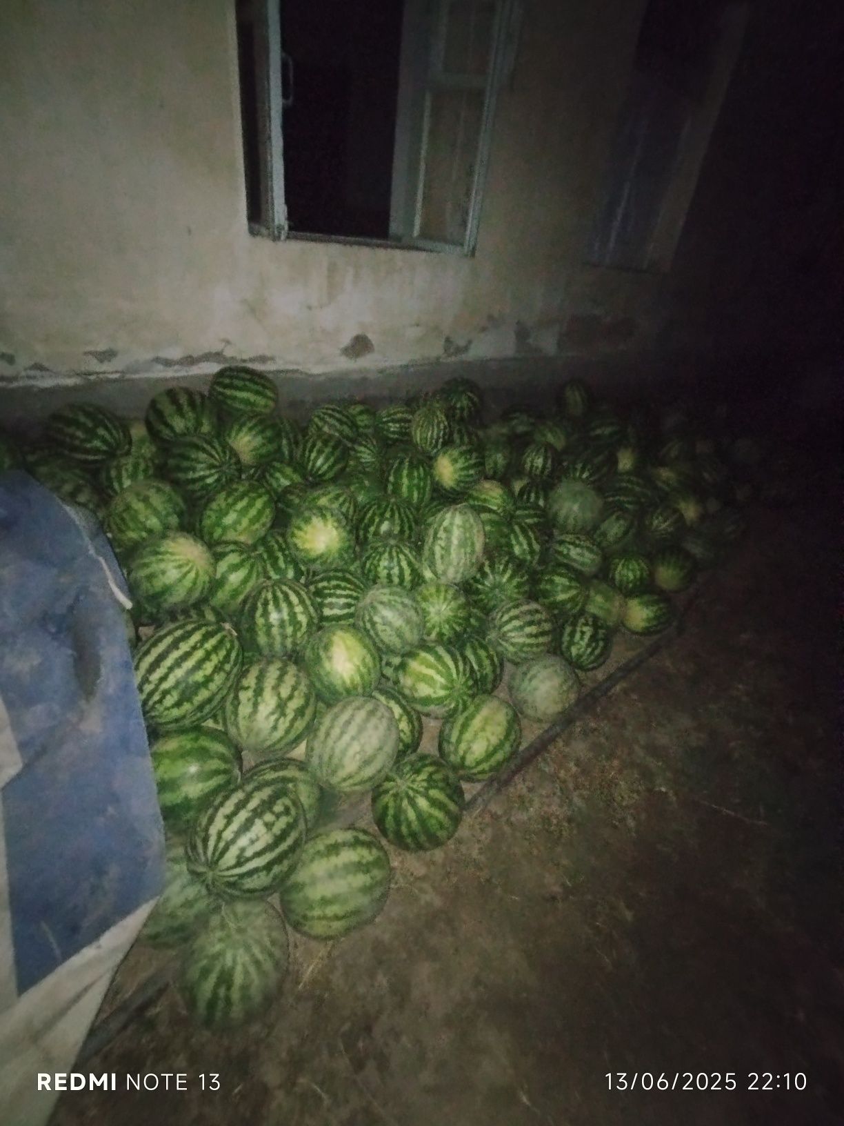 Tarvuz  optim narx