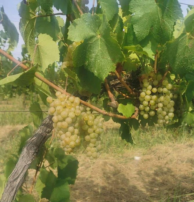 Butași de vita de vie de anul 3