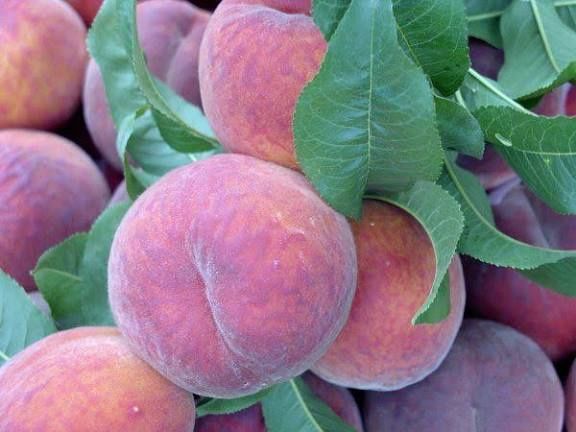 Pomi Fructiferi Stravechi Glia Stramoseasca ( Soiuri de Piersic )