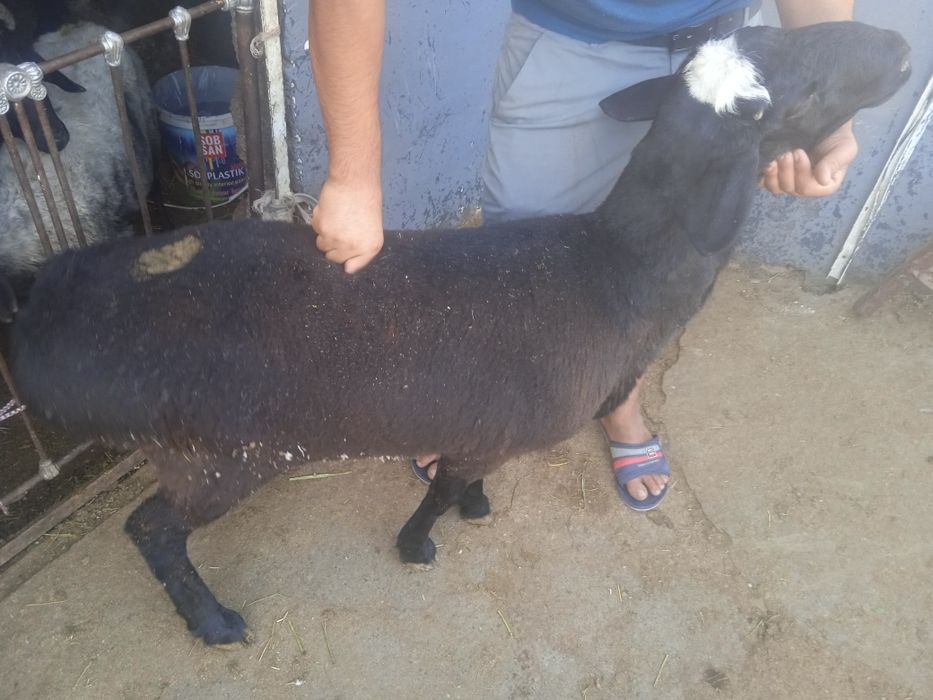 Qoʻy yetqazib beramiz arzon narxlarda