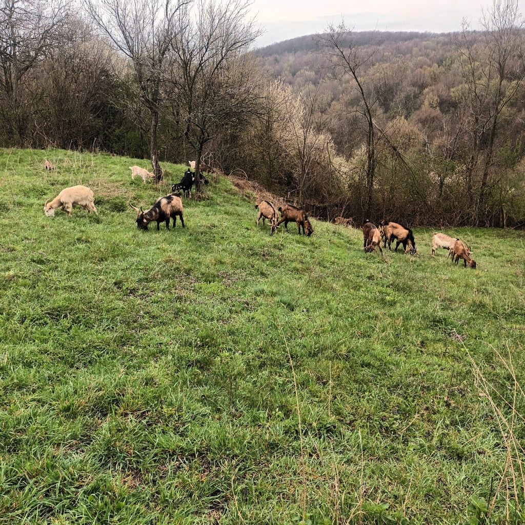 Vând capre de rasă, 10 bucă sau schimb cu mașină. ți + 2 țapi