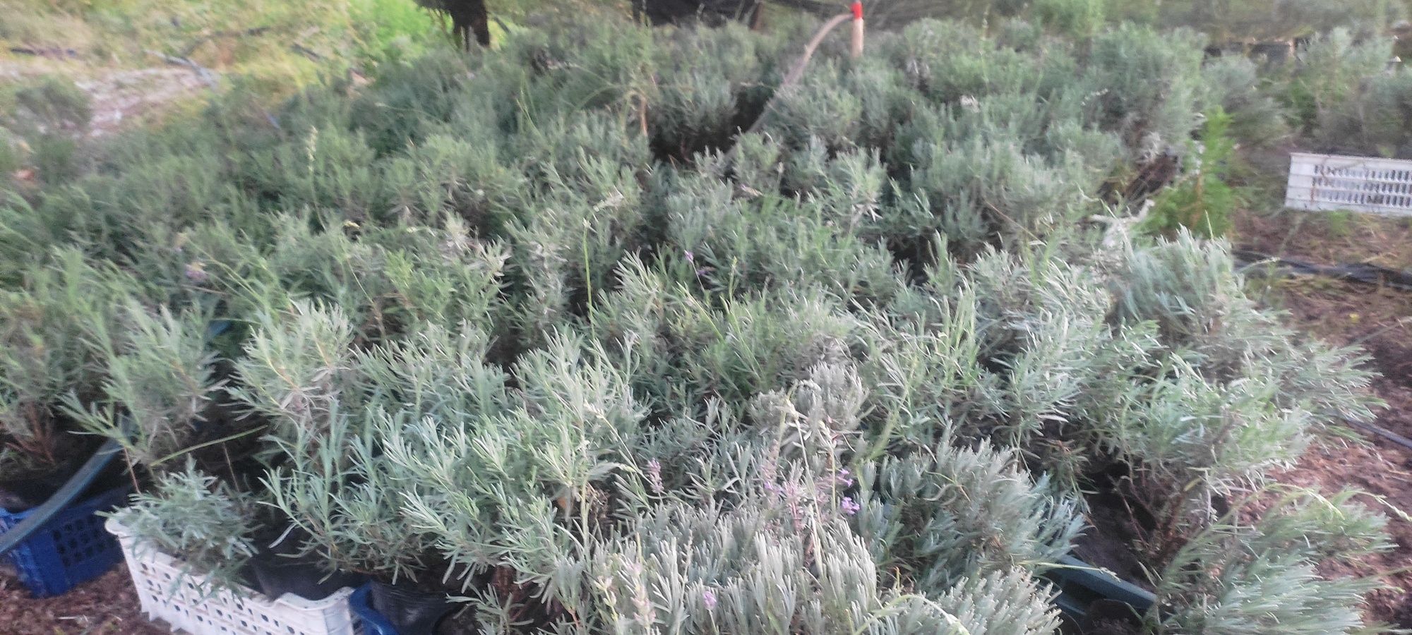 Lavanda angustifolia Лаванда