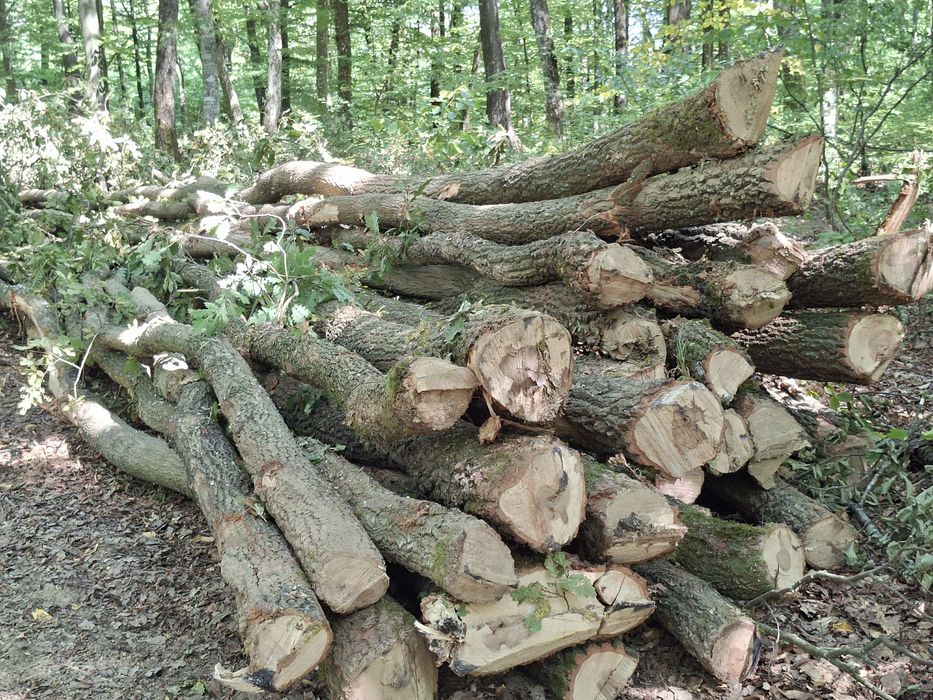 Lemne de foc la 320 lei metru eseță tare cu transport gratuit