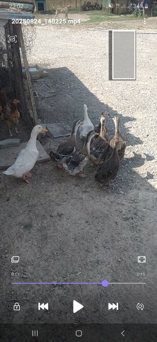 Утки башкирки молодые