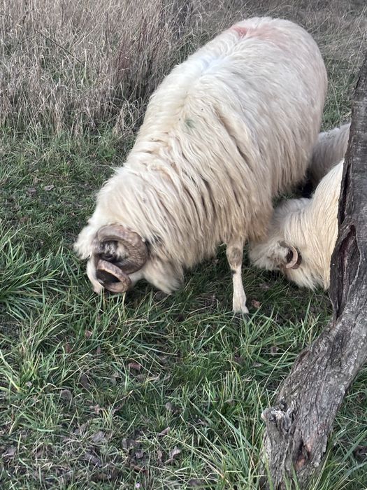 Vand sau schimb berbec breaz