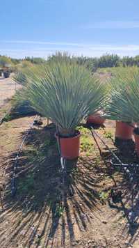 Yuca rostrata decorativ