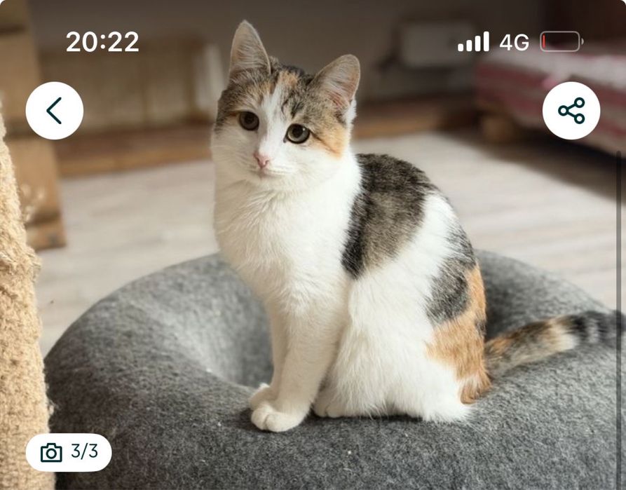 Бесплатно в добрые руки