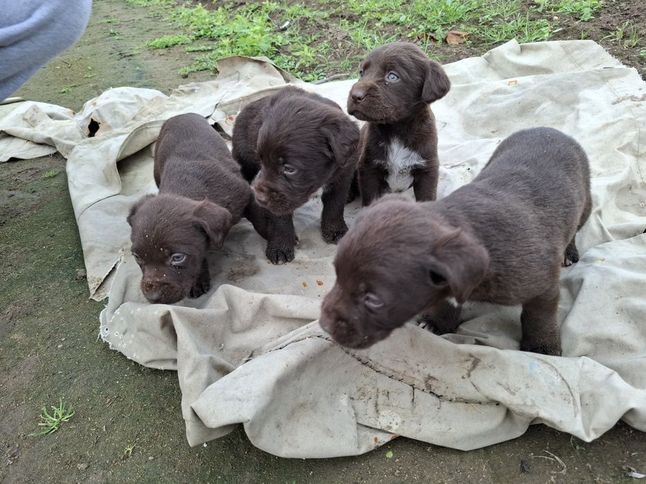 Малки Дратхарчета