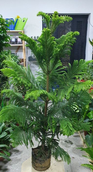 Araukariya (Араукария)