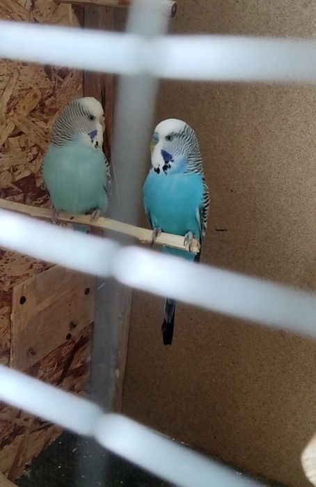 Сотилади папугай