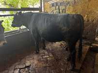 2 ta buqa sotiladi Angus