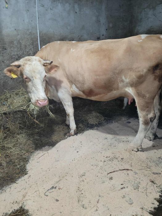 Vând vaca  balțată