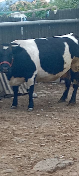 De vânzare vaca gestanta