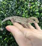 Gecko picta/gecko ocelot